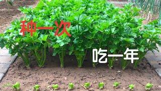 芹菜种植/从播种到收获/可以多次采收的蔬菜