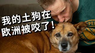 土狗在欧洲被哈士奇咬伤，我也受伤，哈士奇主人的惩罚却是这样？！My Dog Got Bitten in Europe Vlog