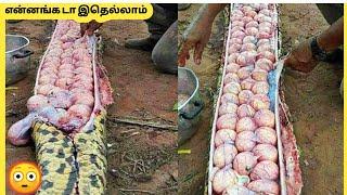 வித்தியாசமான முட்டைகள் | Most Unique Eggs In The World | Story Bytes Tamil