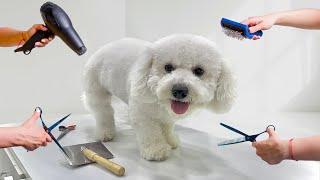 The Ultimate Dog Grooming Ever | Indian Pomeranion