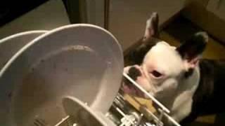 AMAZING! Yoda the grumpy dog does the washing up!