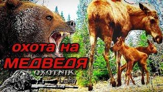 Лось чуть не залез ко мне на дерево! Весенняя охота на медведя на солонцах.