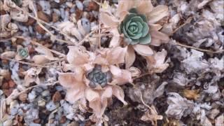 OROSTACHYS DUNCE CAP - Winter Death - COLD HARDY SUCCULENT PLANT