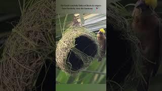 No Blueprints, Just Brilliance ️  #bayaweaver  #nest #nestbuilding #nature