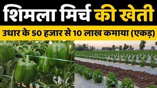 शिमला मिर्च की खेती / shimla mirch ki kheti / how to capsicum plant grow / farming