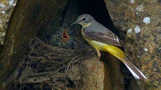 Nesting birds – Grey wagtail (Motacilla cinerea)