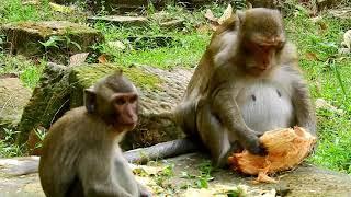 So Funny Monkeys Happily Eats The Coconuts & Rambutants|Daily Monkey Planet