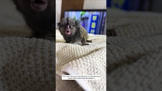 The man rescues and adopts an abandoned baby marmoset and adopted it