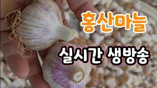 홍산마늘 작업 실시간 생방송 (주문은 게시물 주문서)