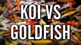 Koi vs Goldfish - Which to Choose for Your Pond