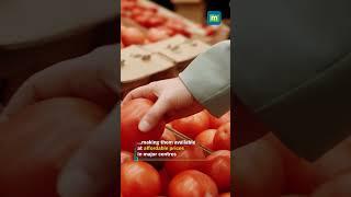 ONDC Sells 10,000 kgs of Tomatoes in Just 1 Week #tomato #ondc #food #short