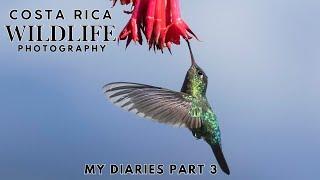 Costa Rica Wildlife Photography | My Diaries Final Part 3 - Finding Birds & The Resplendent Quetzal