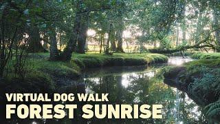 [NO ADS] Dog TV for Dogs to Watch  Virtual Dog Walk in Ancient Woodland  Binaural Nature Sounds