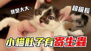 【中途日記】超恐怖！小貓竟然拉出寄生蟲？【維特】#10