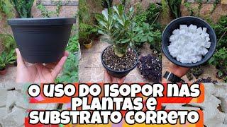 O USO DO ISOPOR NAS PLANTAS E O SUBSTRATO CORRETO PARA NÃO MATAR SUA PLANTA AFOGADA(RECICLE)