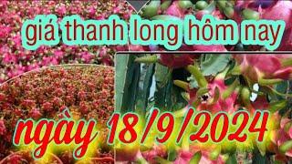 giá thanh long hôm nay ngày 18/9/2024