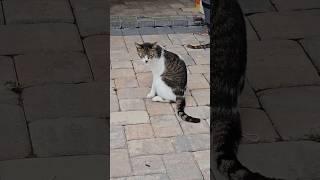 all good stuff #cats #kitty #kettens #catsvsdogs #catsvideo    #catlover #catlovers