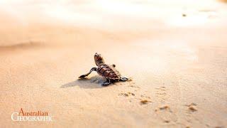 Fitting Sea Turtles with Backpacks is the Coolest Science Ever