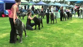 Association of All Mastiff Breeds of Victoria - 9th Championship Show - Highlights