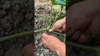 Training pumpkin vines: using toothpicks to encourage rooting and growth