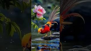 birds #birdsounds #birds birds