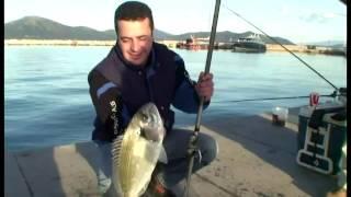 Τσιπούρα ( gilthead sea bream, orata,  dorade )  bolognese