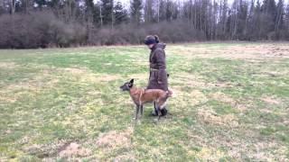 Dummytraining mit Malinois - Einweisen, Markierung, Steadyness