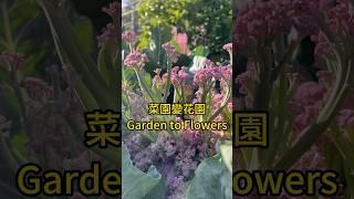 40天的旅行回來，菜園變成花園。Vegetable garden becomes garden #garden #菜园