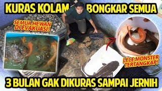 KURAS KOLAM KOTOR! 3 BULAN GAK PERNAH DIKURAS SAMPAI JERNIH! SEMUA HEWAN KOLAM TERPAKSA DIEVAKUASI!