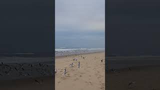 Seagulls of Surfers Paradise