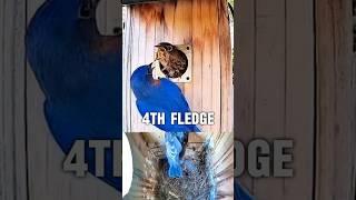 Bluebird Nest Box - 4 Fledglings Leave The Nest 🪹 #bluebirds #fledgling #birds #nest #nestbox
