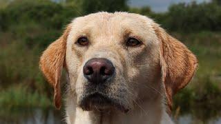 Stanley Labrador Retriever 4 months to 16 months gundog training