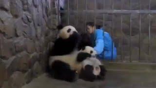 Mama Giant Panda Chooses Food Over Her Baby Panda Cub