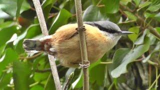 Nuthatch Bird Singing A Most Beautiful Song - Ptice