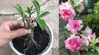 How to plant Desert roses sprout 4 sprouts on 1 stem