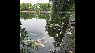 Massives Fischsterben im Aasee