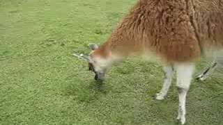 Llamas at machu picchu