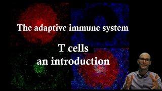 T cells Introduction