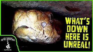 WHAT'S INSIDE A RATTLESNAKE DEN?