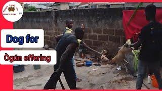 Beheading of  dog head for Ògún Lakaye offering | ATYHO TV |