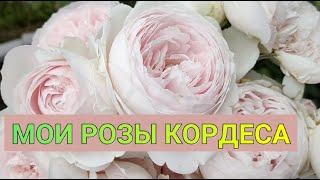 Kordes Roses