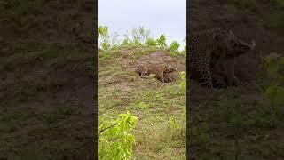 Leopard Finds Out Warthog's True Strength (Watch Full Video Above)