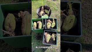 如何给佛手瓜育苗，佛手瓜种植 #benwithlana小豆包妈妈 #gardening #丝瓜 #garden