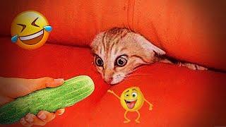  Cats with a special mindset  Funny Cat Videos  Funny Animal Videos 2024 ️