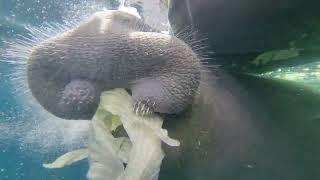 An eating Caribbean manatee