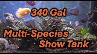 340 Gallon Mult-Species Show Aquarium