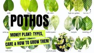 Money Plant or Pothos: Types, Care, and How to Grow Them #pothos #pothoscare #moneyplant