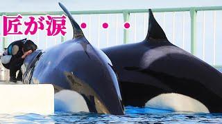 匠泣いてる？切なすぎる・・・ 鴨川シーワールド シャチ KamogawaSeaWorld  orca killerwhale KamoseaFan