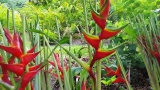 Preparing Heliconias - Paradise Distributors