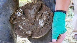 Massive Hooves Needing a Trim!!! Lakota Part 2 - Restoring Balance - Draft Horse Backs Into My Truck